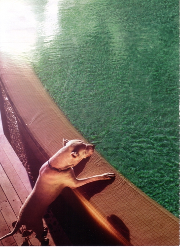 Annemara Post   Glamour Spain March 2010  Photographer Kristian Schuller 